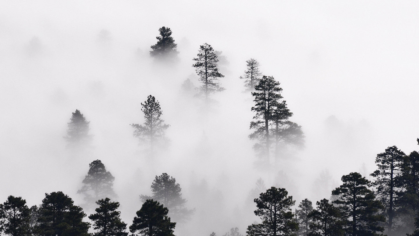 Foggy Forest Wallpaper Black and White Wall Mural. #6368