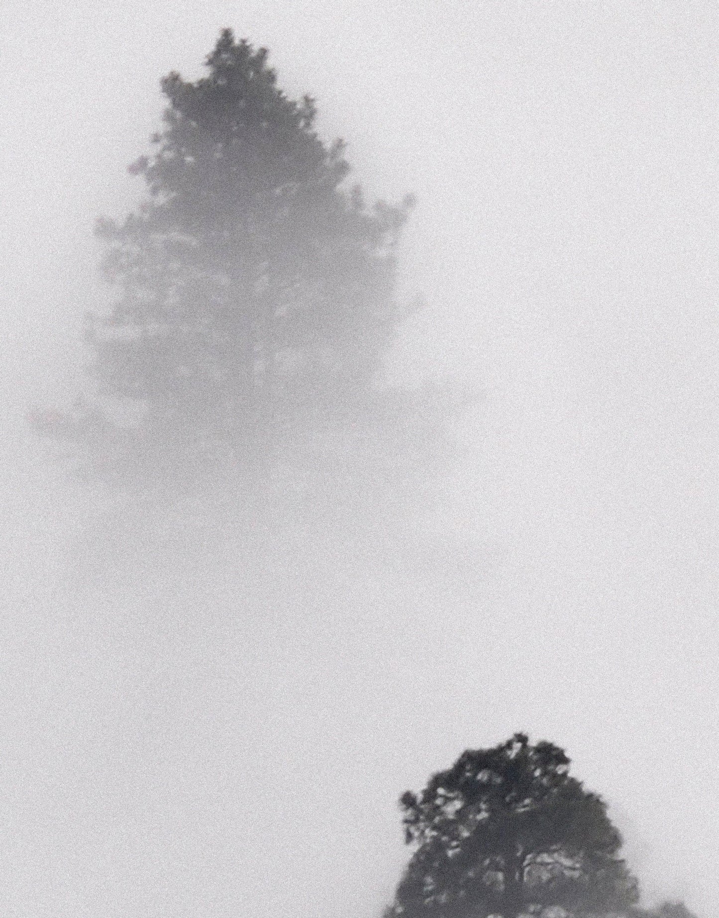 Foggy Forest Wallpaper Black and White Wall Mural. #6368