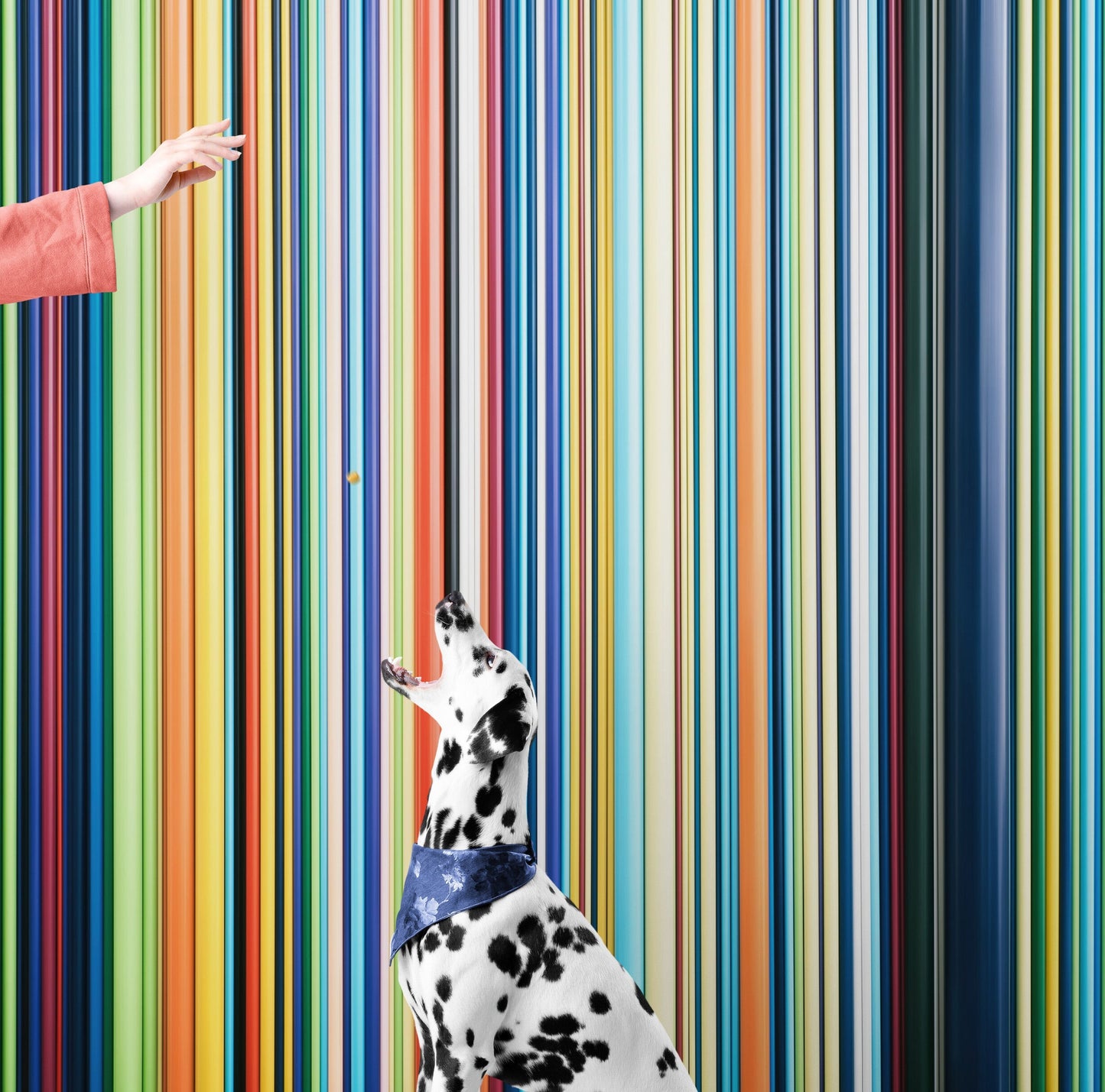 Vertical Line Color Stripes Wallpaper. Bright Rainbow Color Lines Wall Mural. #6597