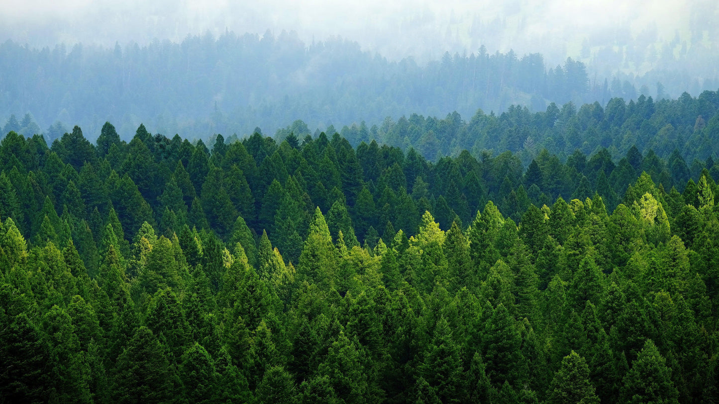 Green Forest Wallpaper Mural. Scenic Landscape Wall Mural. #6894