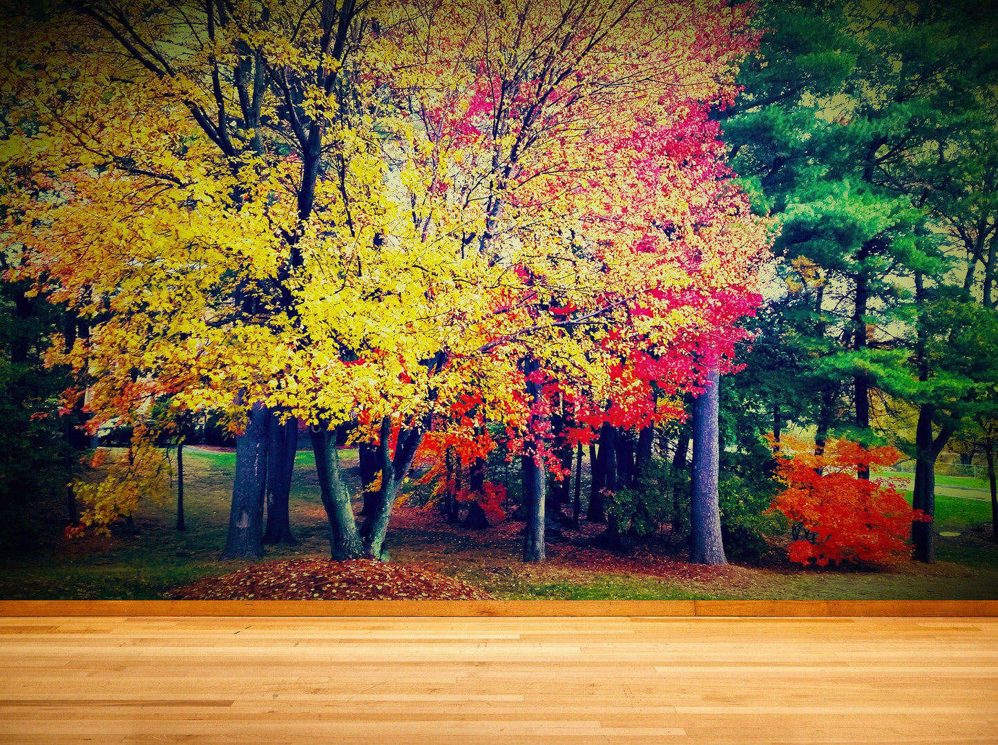 Colorful Autumn Trees Wallpaper Mural. #6981