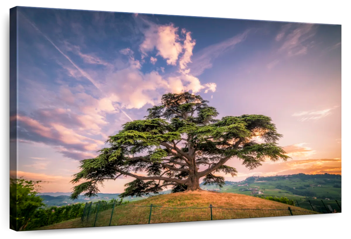 Majestic Cedar Of Lebanon Wall Art