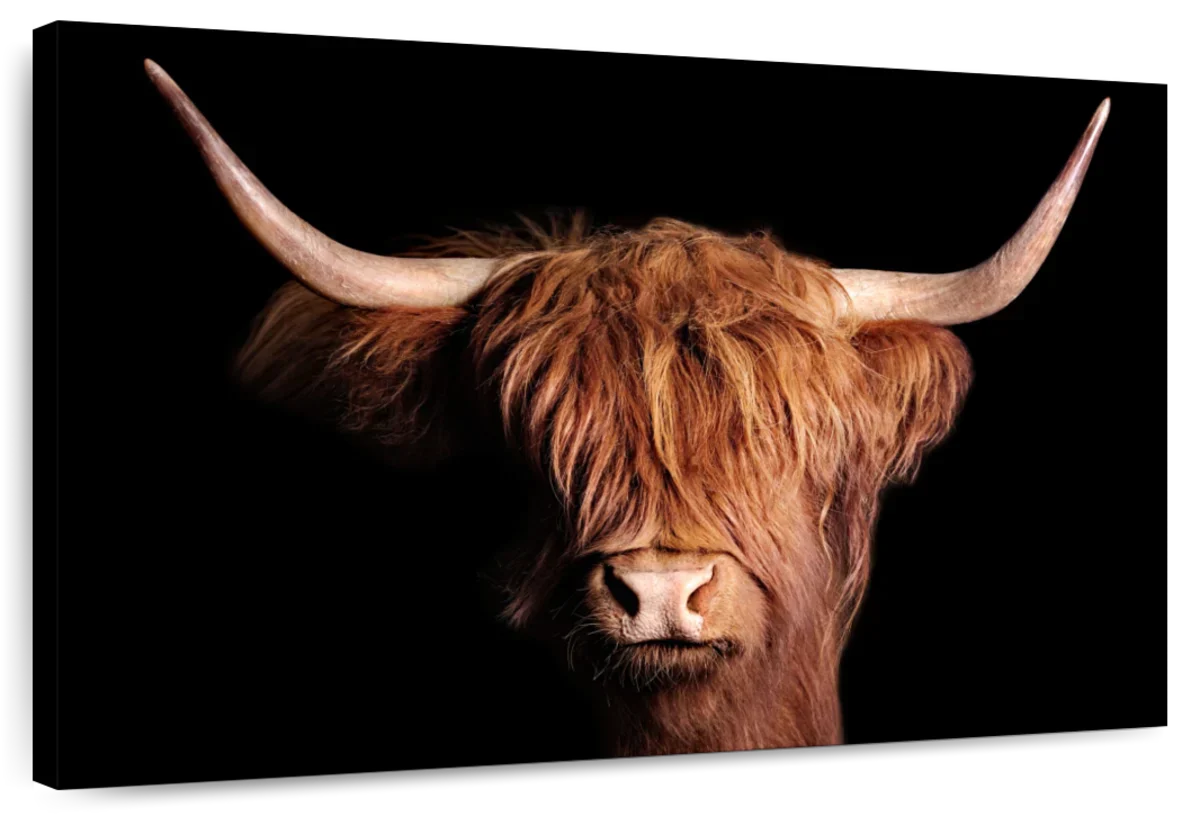 Scottish Highland Cow Wall Art