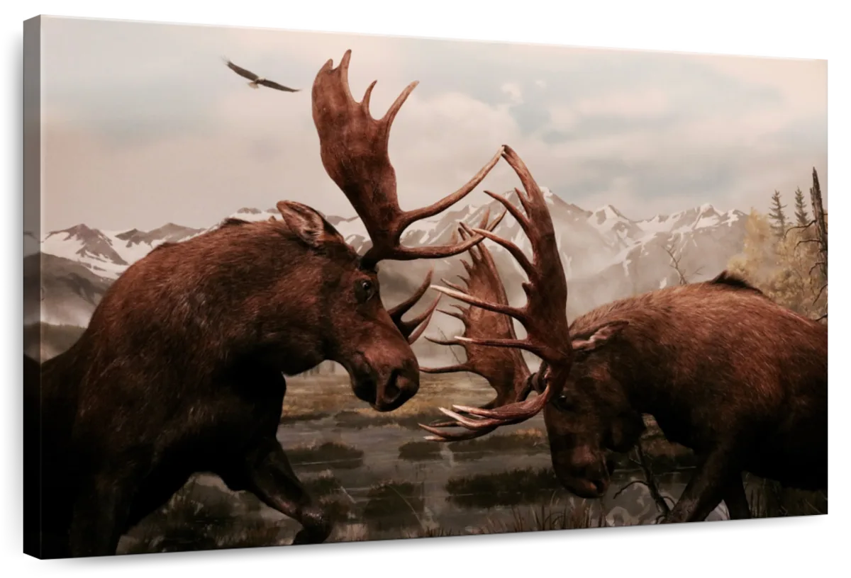Moose Battle Wall Art