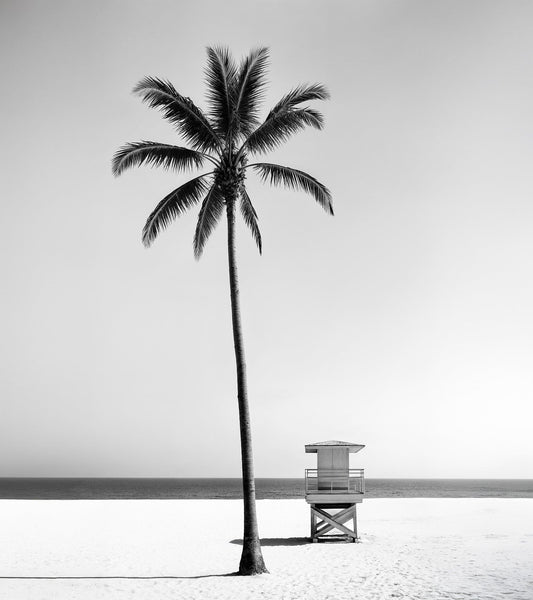 Black & White Tropical Palm Tree Beach Wallpaper Mural. #7015