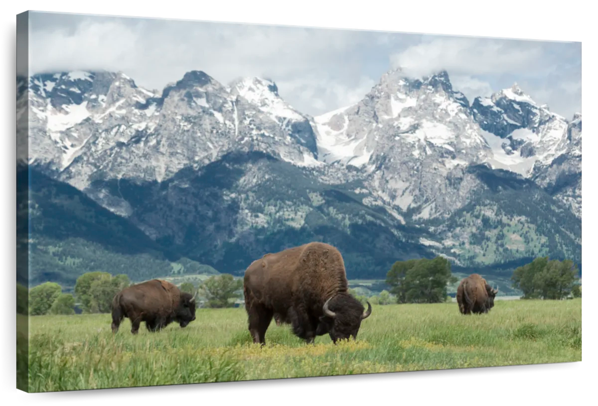 Grazing Teton Bison Wall Art