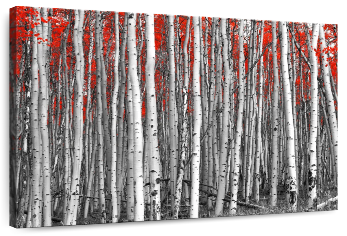 Red Birch Forest Wall Art