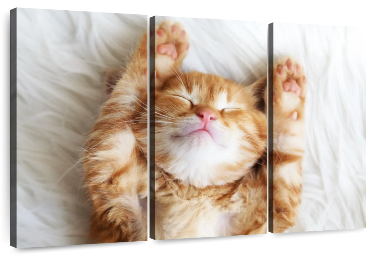 Sleepy Kitty Wall Art