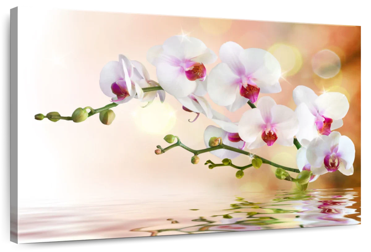 Orchid Flowers On Water Wall Art