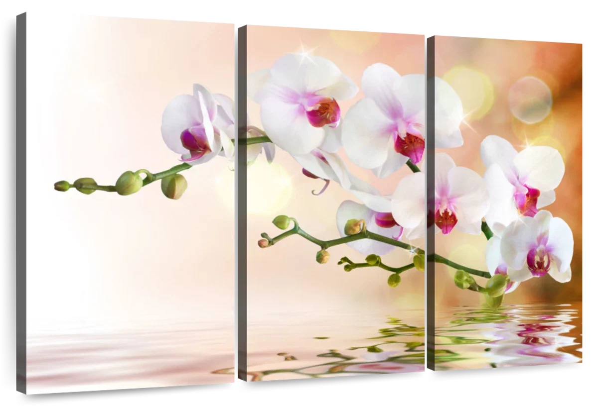 Orchid Flowers On Water Wall Art