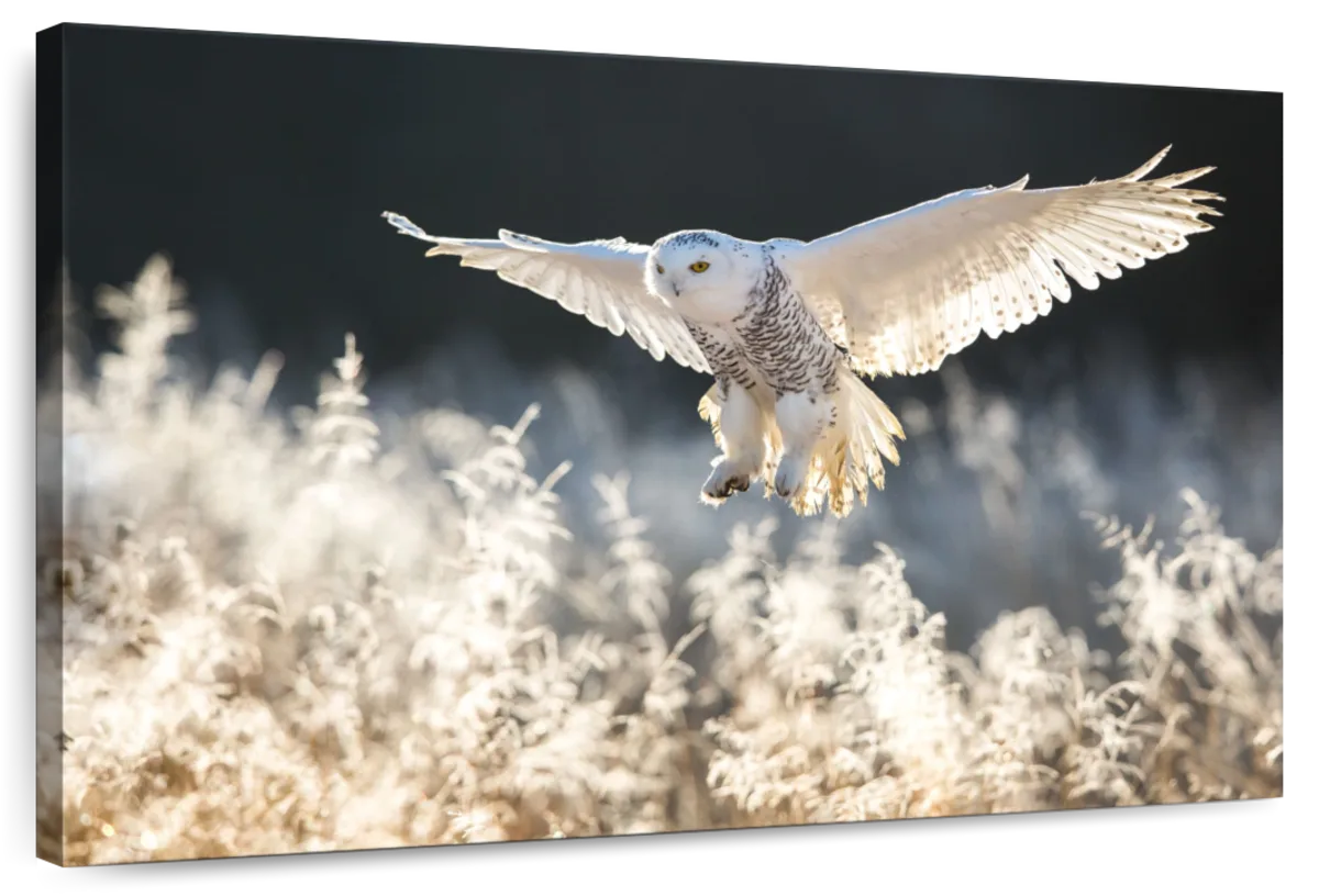 Snowy Owl Hunt Wall Art