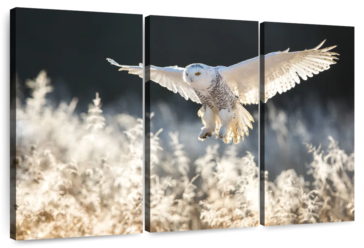 Snowy Owl Hunt Wall Art