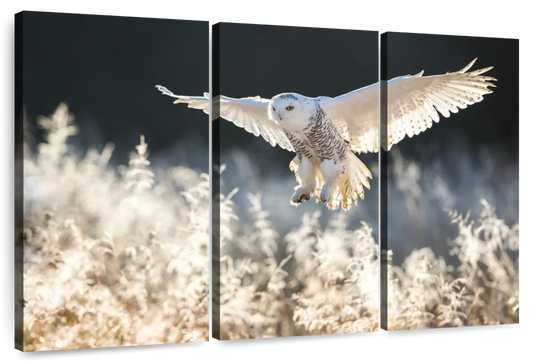Snowy Owl Hunt Wall Art