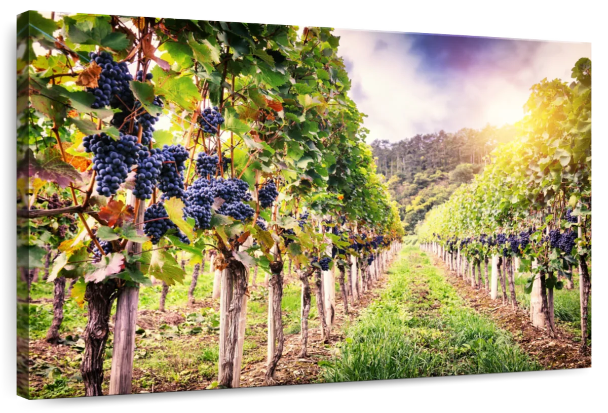 Autumn Vineyard Landscape Wall Art