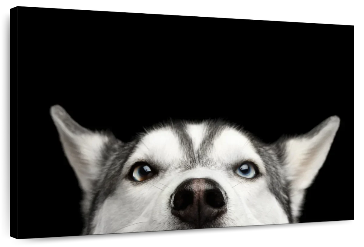 Peeking Siberian Husky Wall Art
