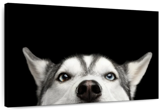Peeking Siberian Husky Wall Art