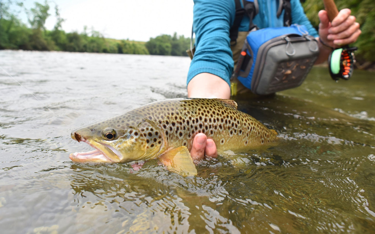 3 Pack Dark Hendrickson Classic Dry Fly - Size 16