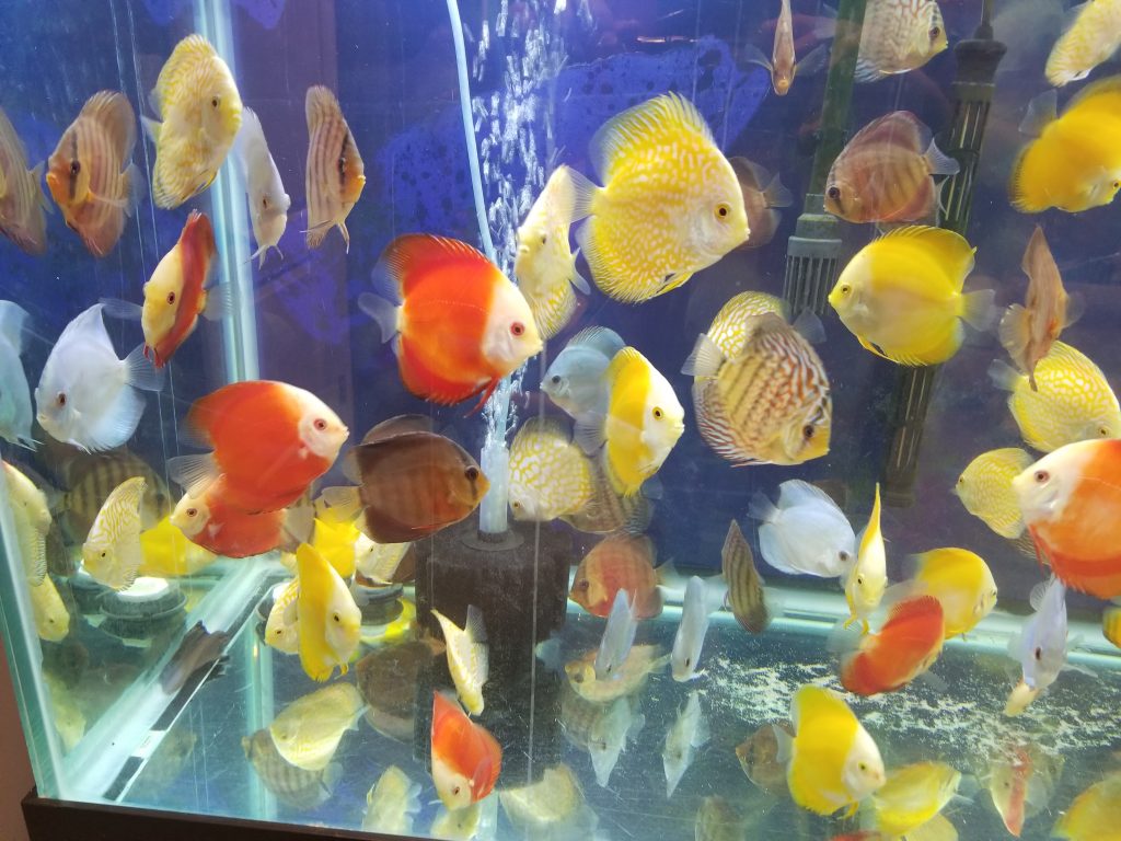 Snow White Discus (Symphysodon sp.) 4"