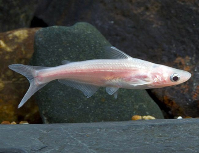 Albino iridescent sharks