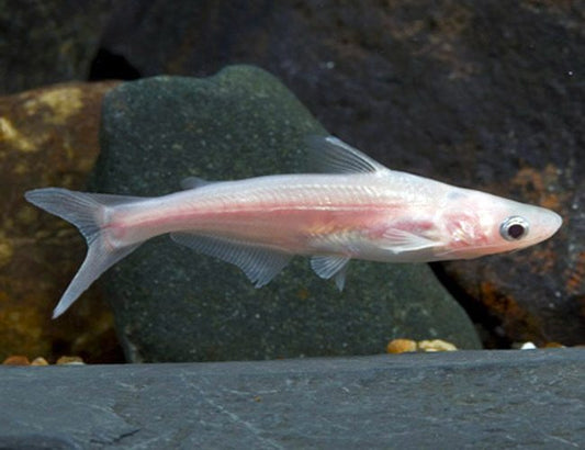 Albino iridescent sharks
