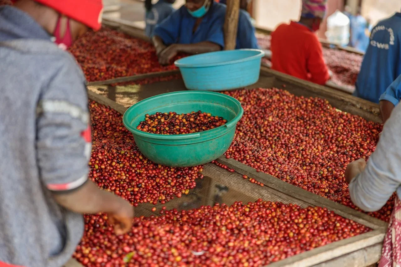 Rwanda Fugi Ubumwe Washed