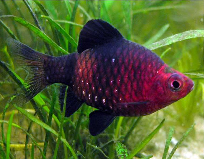 Black Ruby Barb (Pethia nigrofasciata)