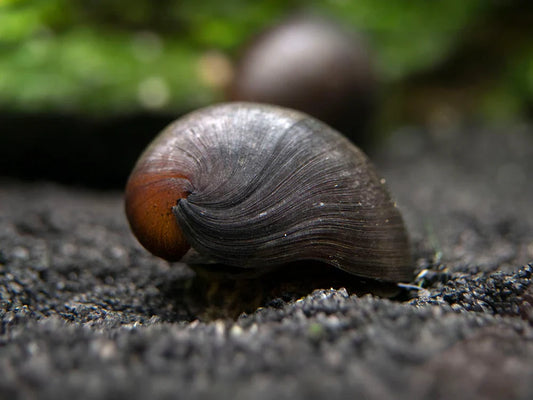Black snails