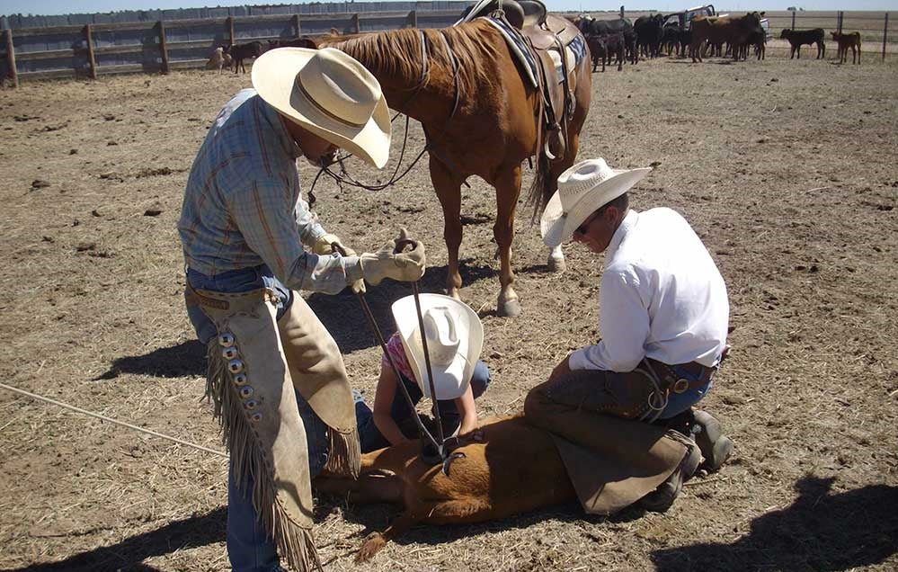 Premium Damascus Bull Cutter - 7" Damascus Steel with African Water Buffalo Horn Handle