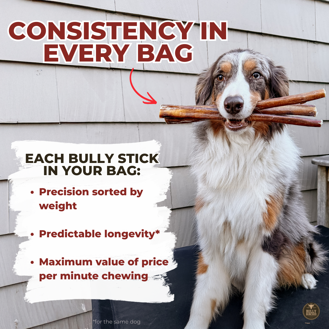 6 Inch Monster Bully Stick