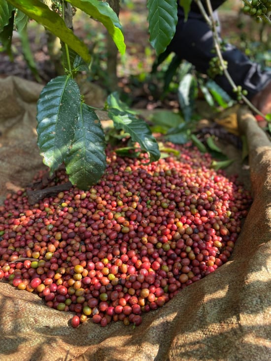 Uganda Kisoro Estate Anaerobic Natural
