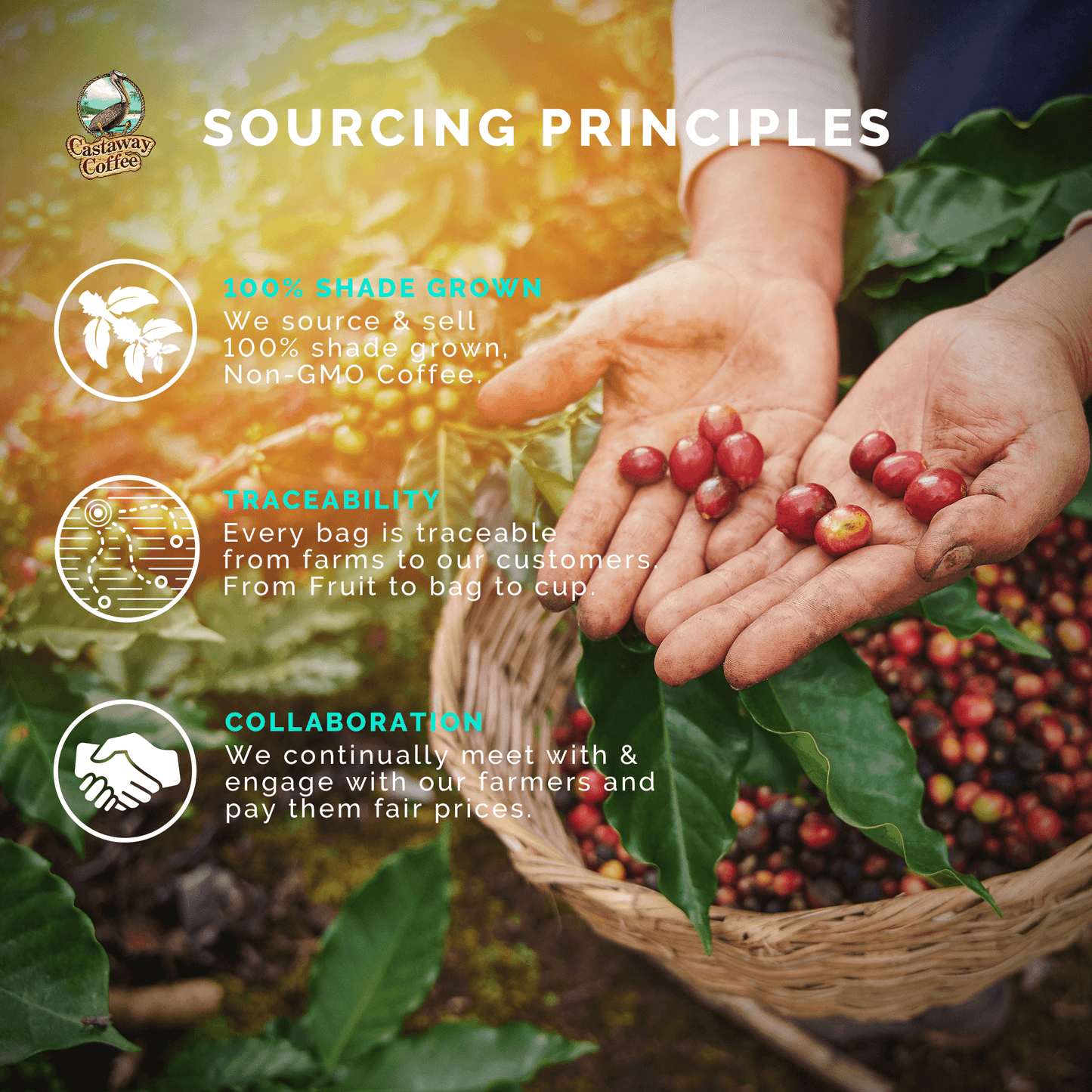 Castaway Coffee B.A.S.S. Kickin' Blend