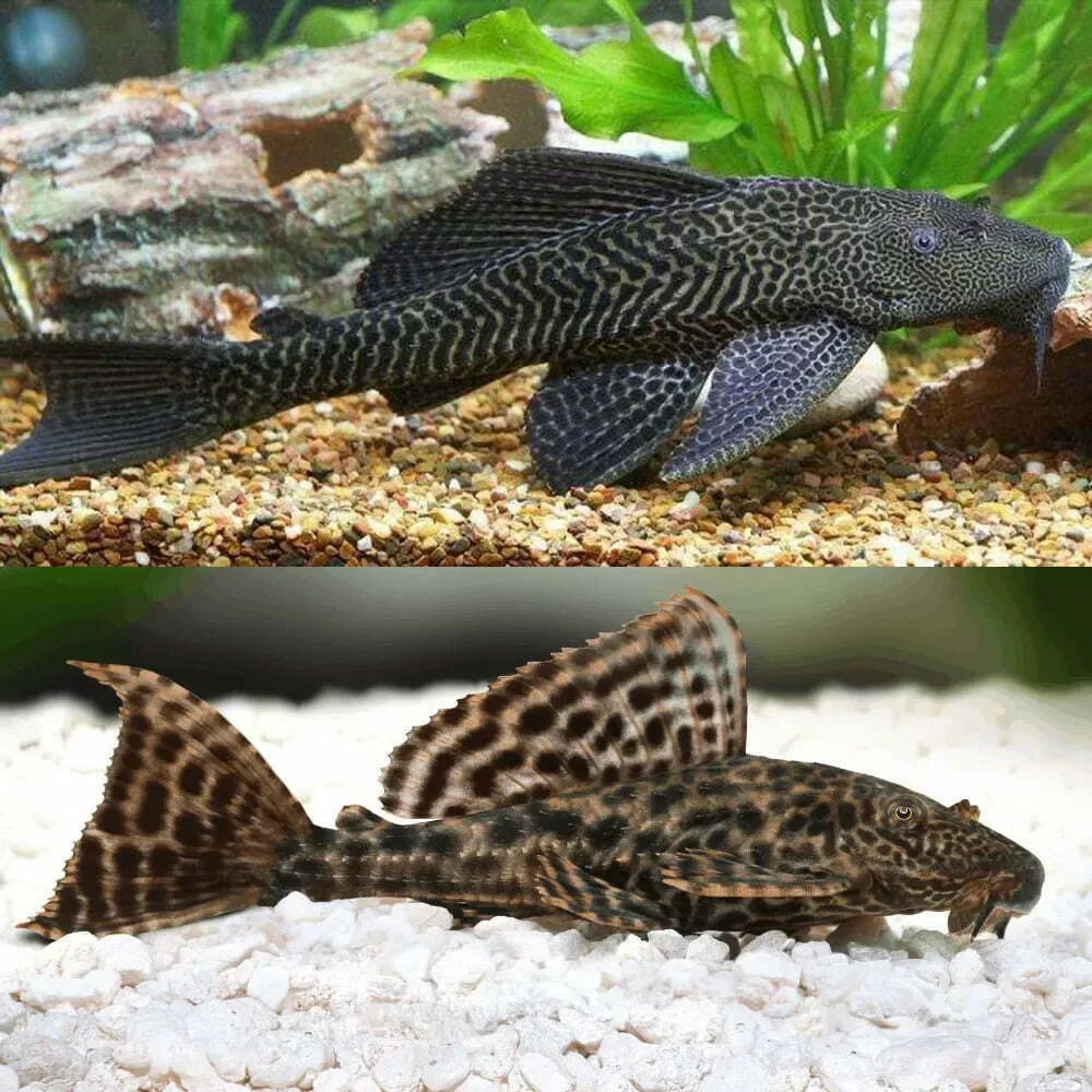 Common Pleco (Hypostomus plecostomus)