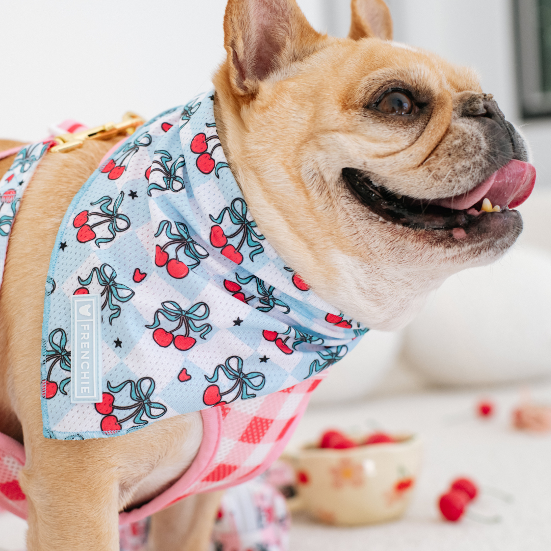 Frenchie Cooling Bandana - Cherries Blue