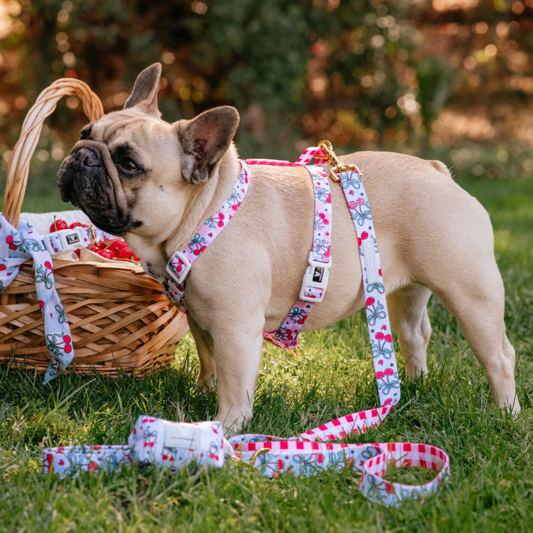 Frenchie Strap Harness - Cherries Red