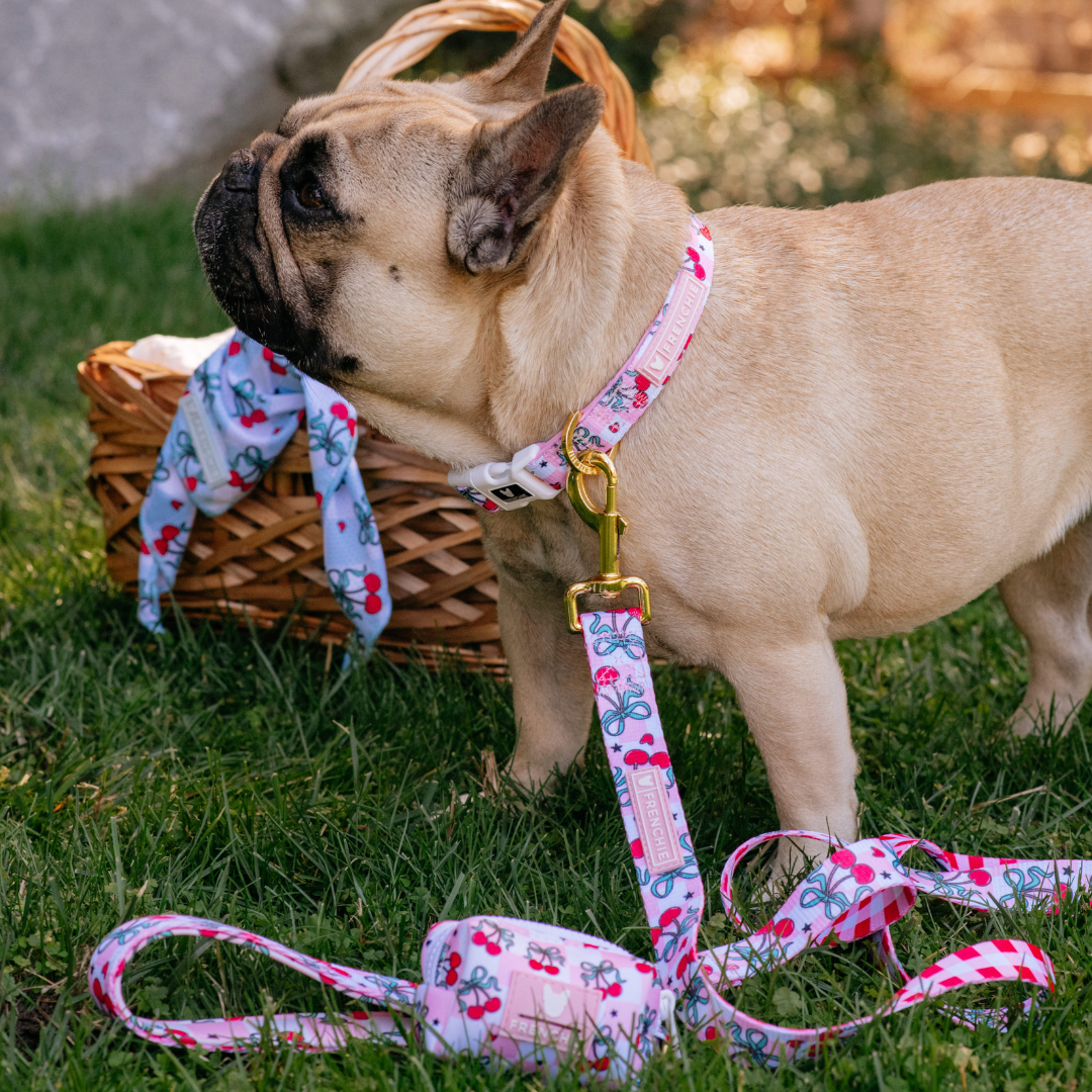 Frenchie Comfort Collar - Cherries Red