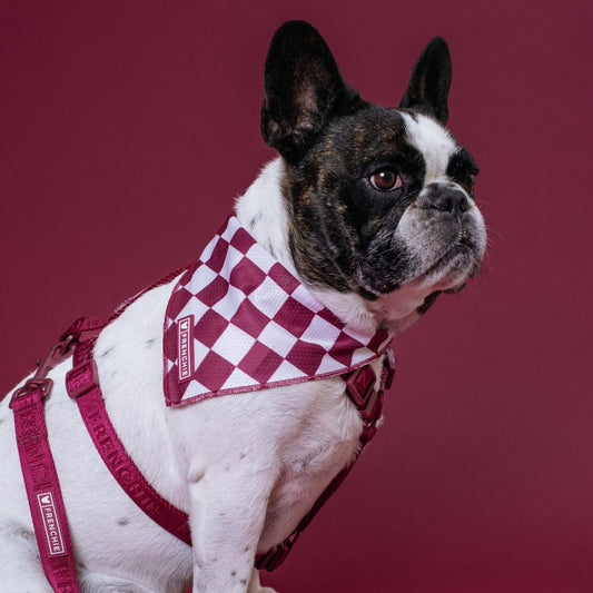 Frenchie Cooling Bandana - Solid Ruby