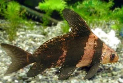 Hi-Fin Banded Loach (Myxocyprinus asiaticus)