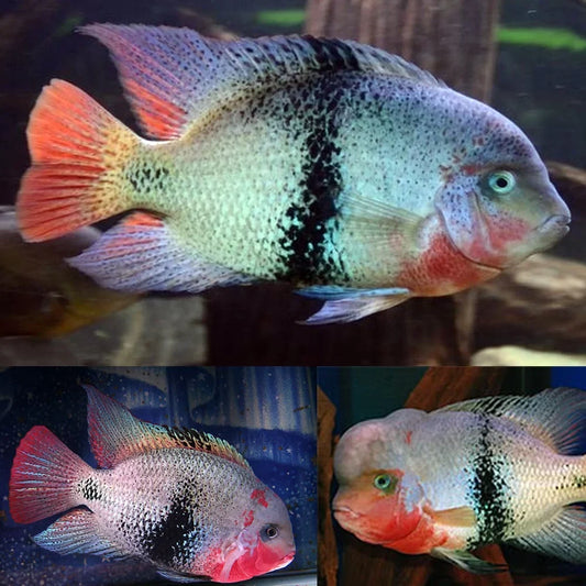 Black Belt Cichlid (Vieja Maculicauda)