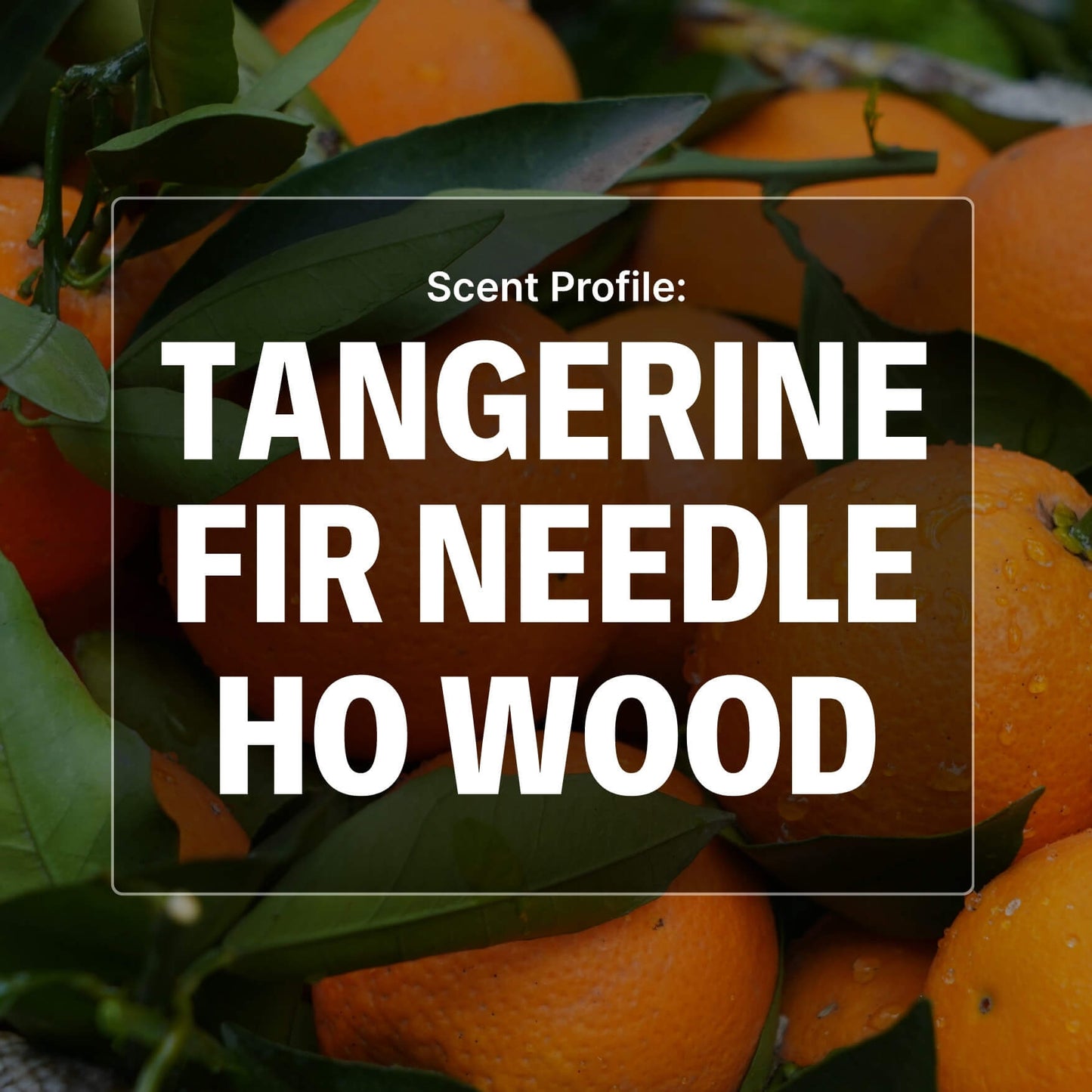 Citrus Hollow Beard Balm - Tangerine, Fir, Ho Wood
