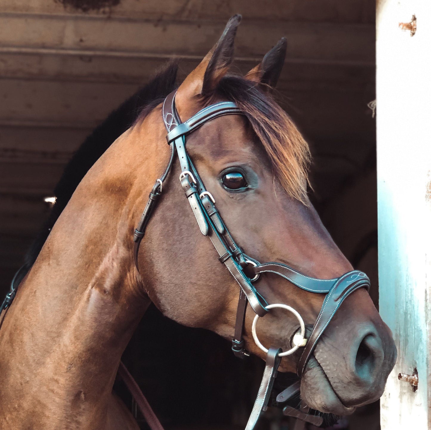 ExionPro Anatomical Drop Noseband Bridle with Reins