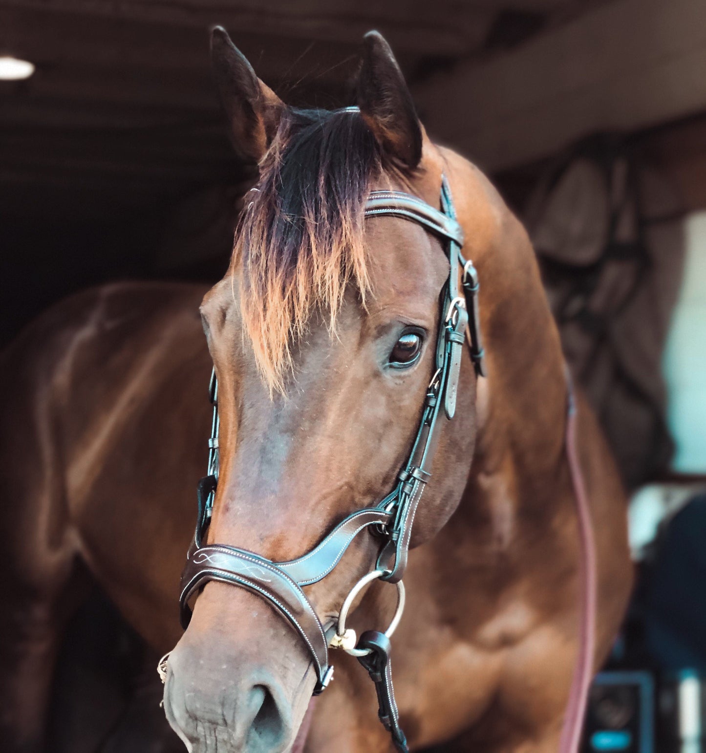 ExionPro Anatomical Drop Noseband Bridle with Reins