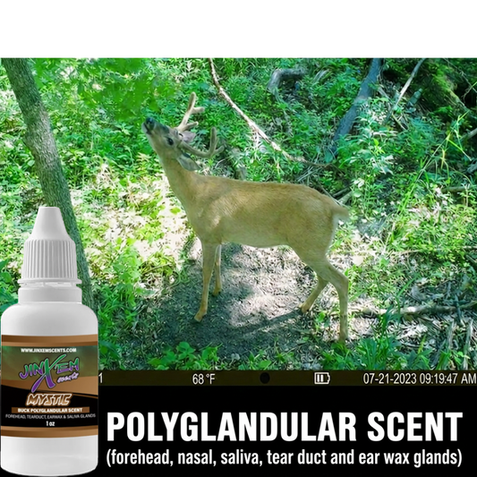 Mystic Polyglandular Gland Scent