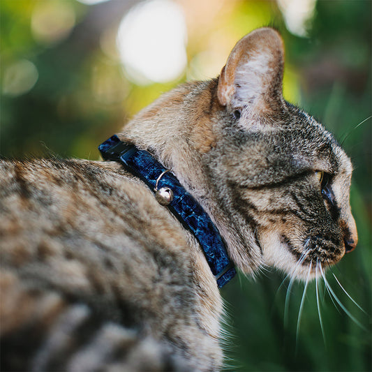 Cat Collar Breakaway - Mossy Oak Elements Marlin Agua Camo Blue