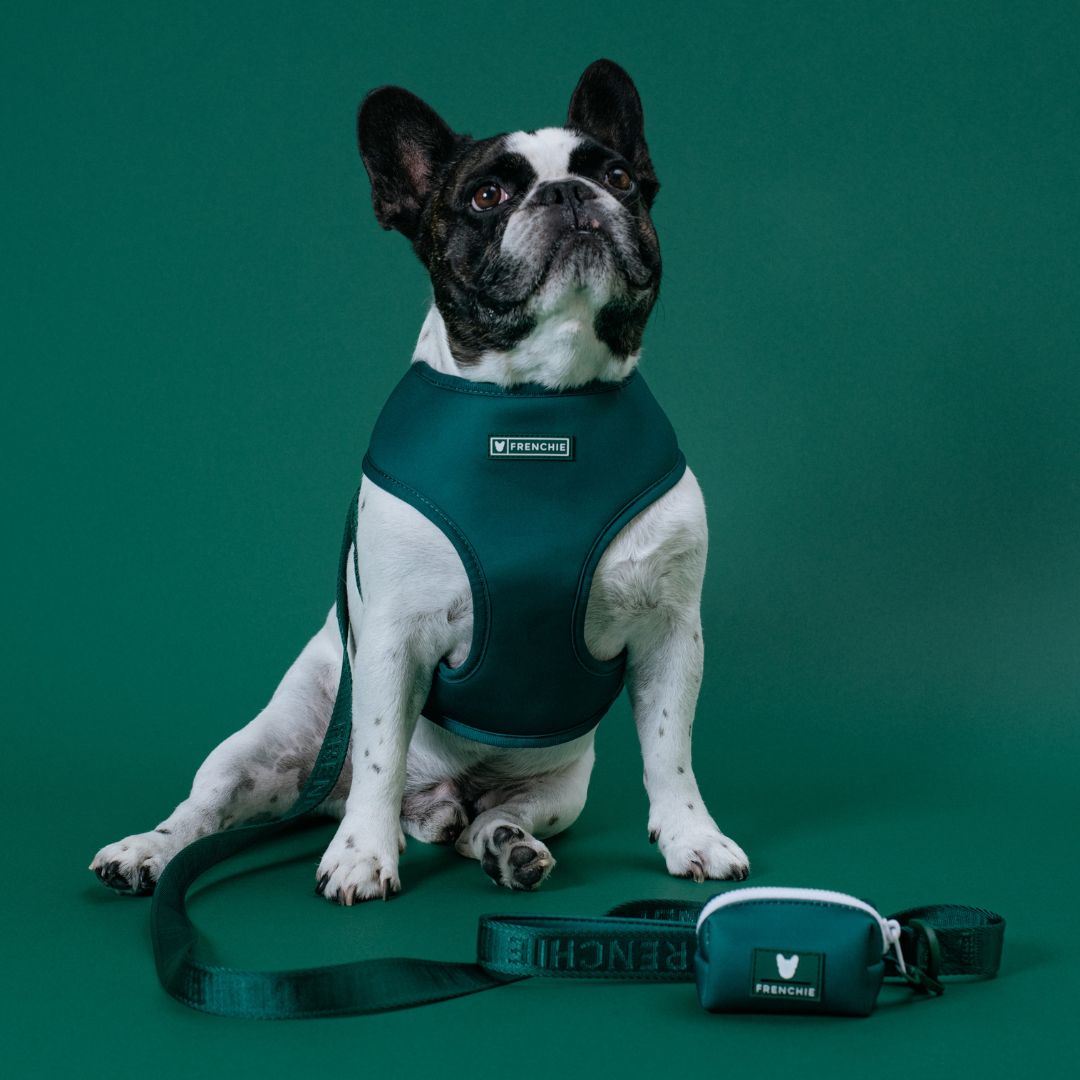 Frenchie Comfort Leash - Solid Emerald City