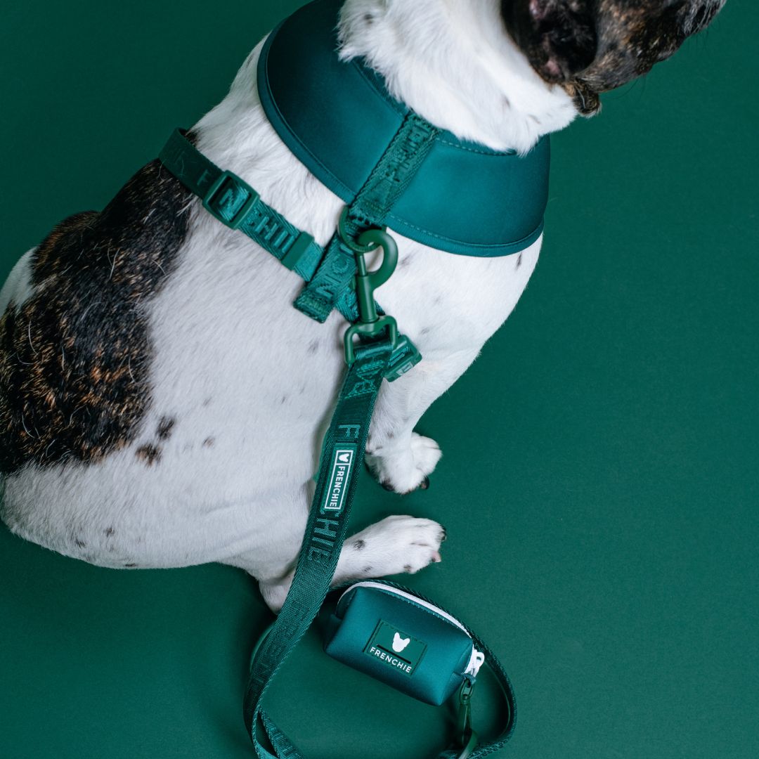 Frenchie Comfort Leash - Solid Emerald City