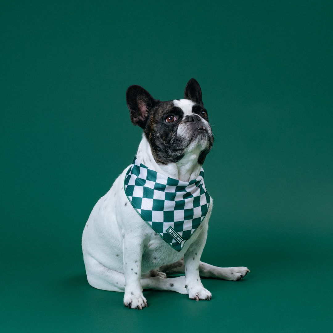 Frenchie Cooling Bandana - Solid Emerald City