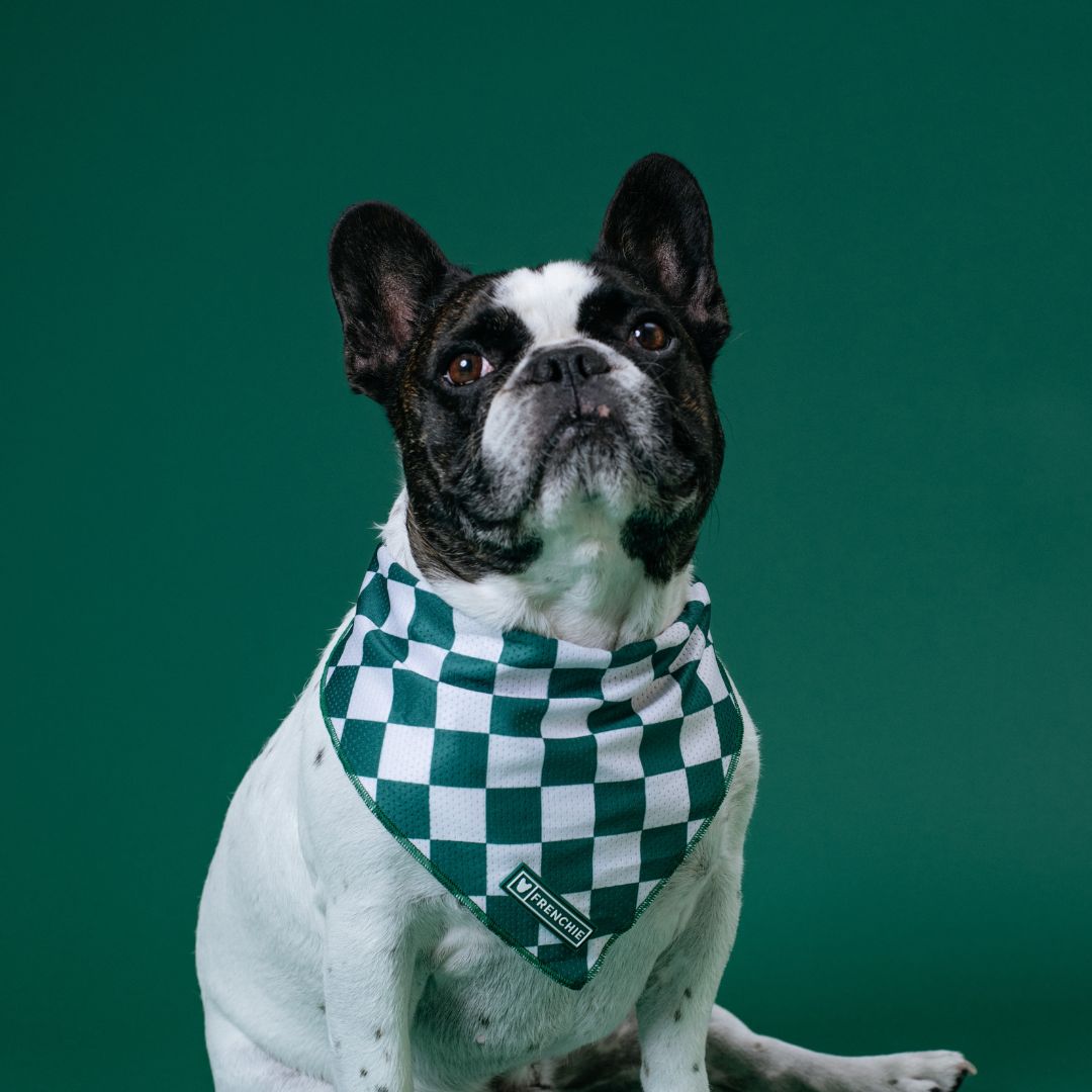 Frenchie Cooling Bandana - Solid Emerald City