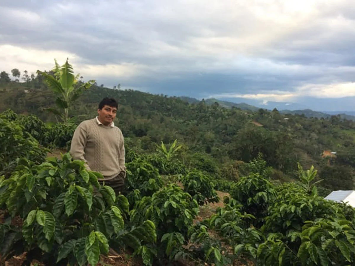 Peru Churupampa, City (mild) Roast, Fair Trade-Organic