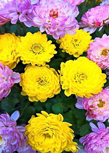 Asters Door Flower