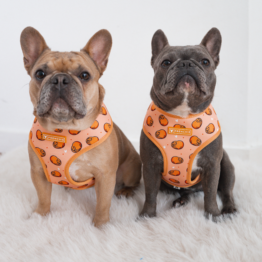 Frenchie Duo Reversible Harness - French Potato
